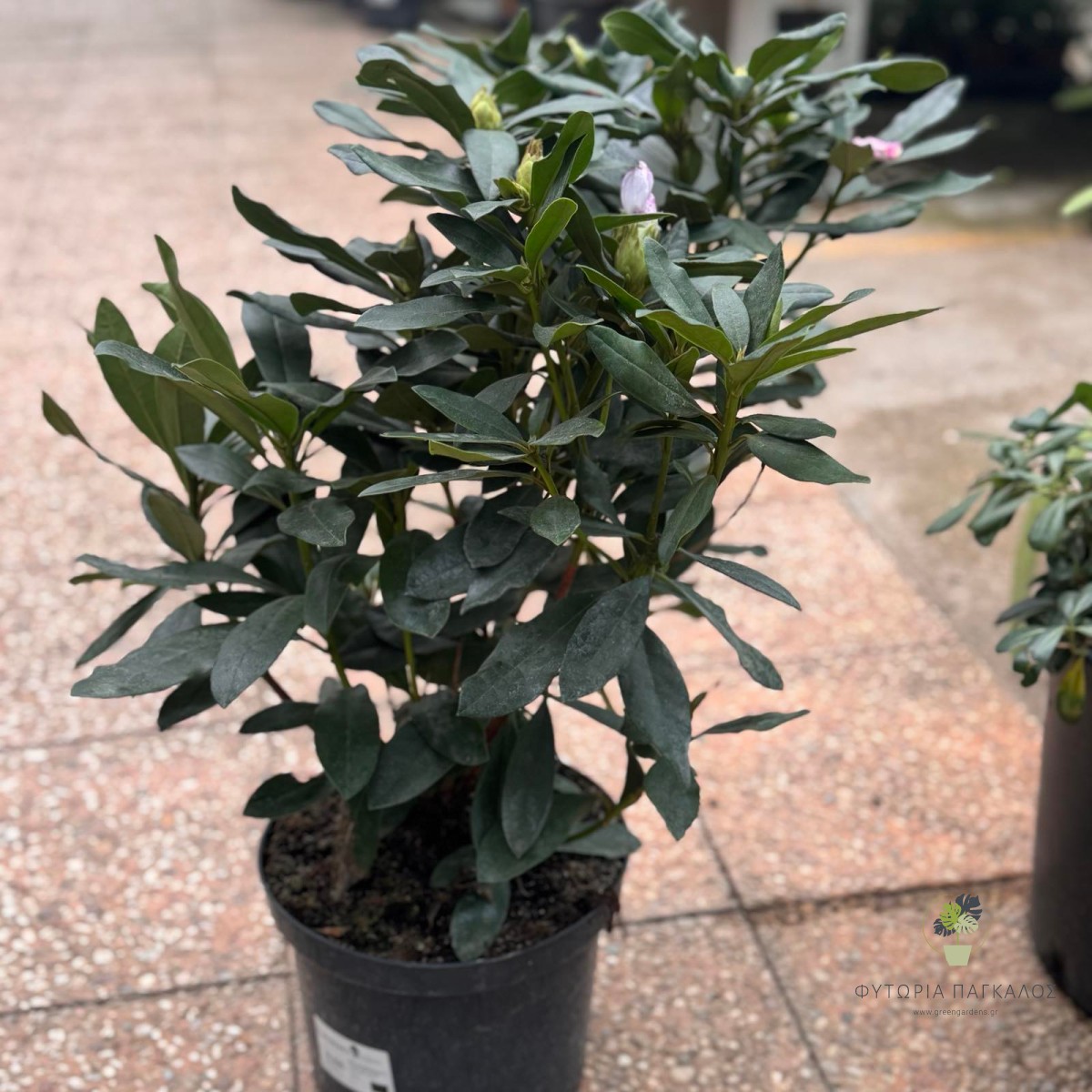 ΡΟΔΟΔΕΝΔΡΟ – Rhododendron - 4